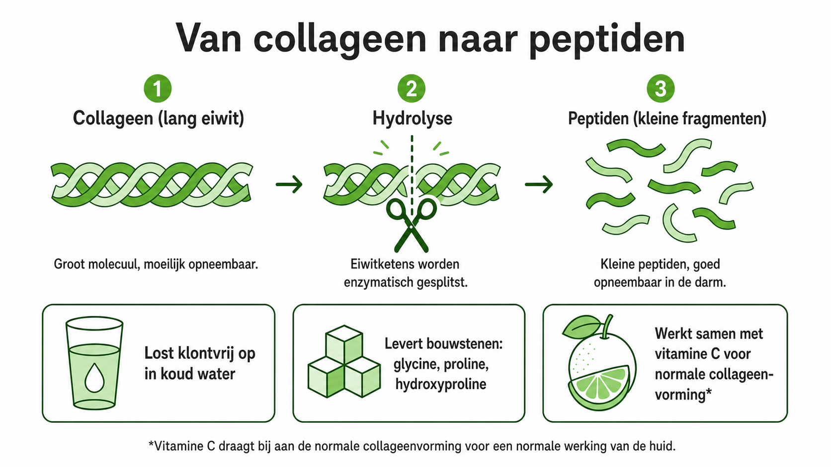 Infographic: van collageen (lang eiwit) via hydrolyse naar kleine, beter opneembare peptiden