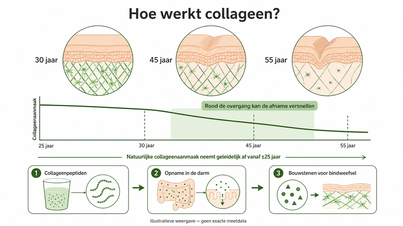 Infographic: hoe collageen werkt en hoe de natuurlijke aanmaak afneemt vanaf ±25 jaar, met huiddoorsneden op 30, 45 en 55 jaar